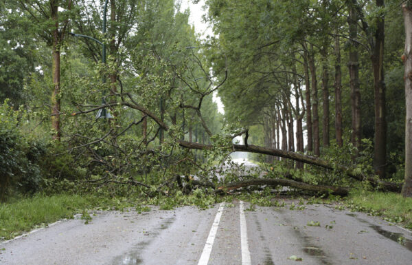 fallen tree in a road
